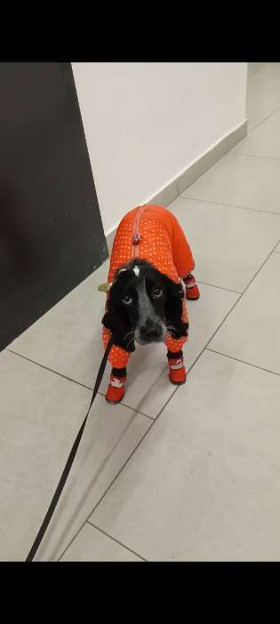 Фотография покупателя товара Комбинезон для собак  "Горошек", размер 16 (ДС 30 см, ОГ 44 см, ОШ 34 см), рыжий - Фото 2