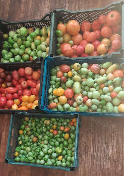 Фотография покупателя товара Удобрение органоминеральное для томатов, перцев, баклажан, 1 кг - Фото 3