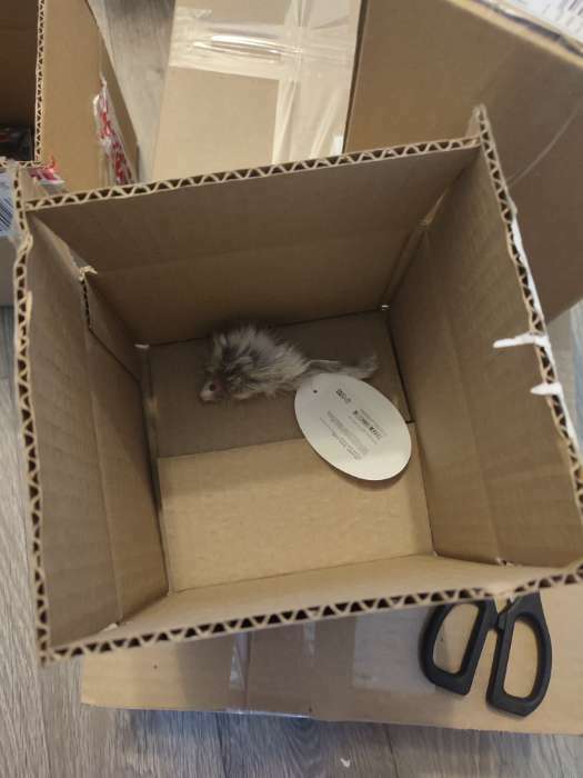 Фотография покупателя товара Мышь из натурального меха, 5 см, серая