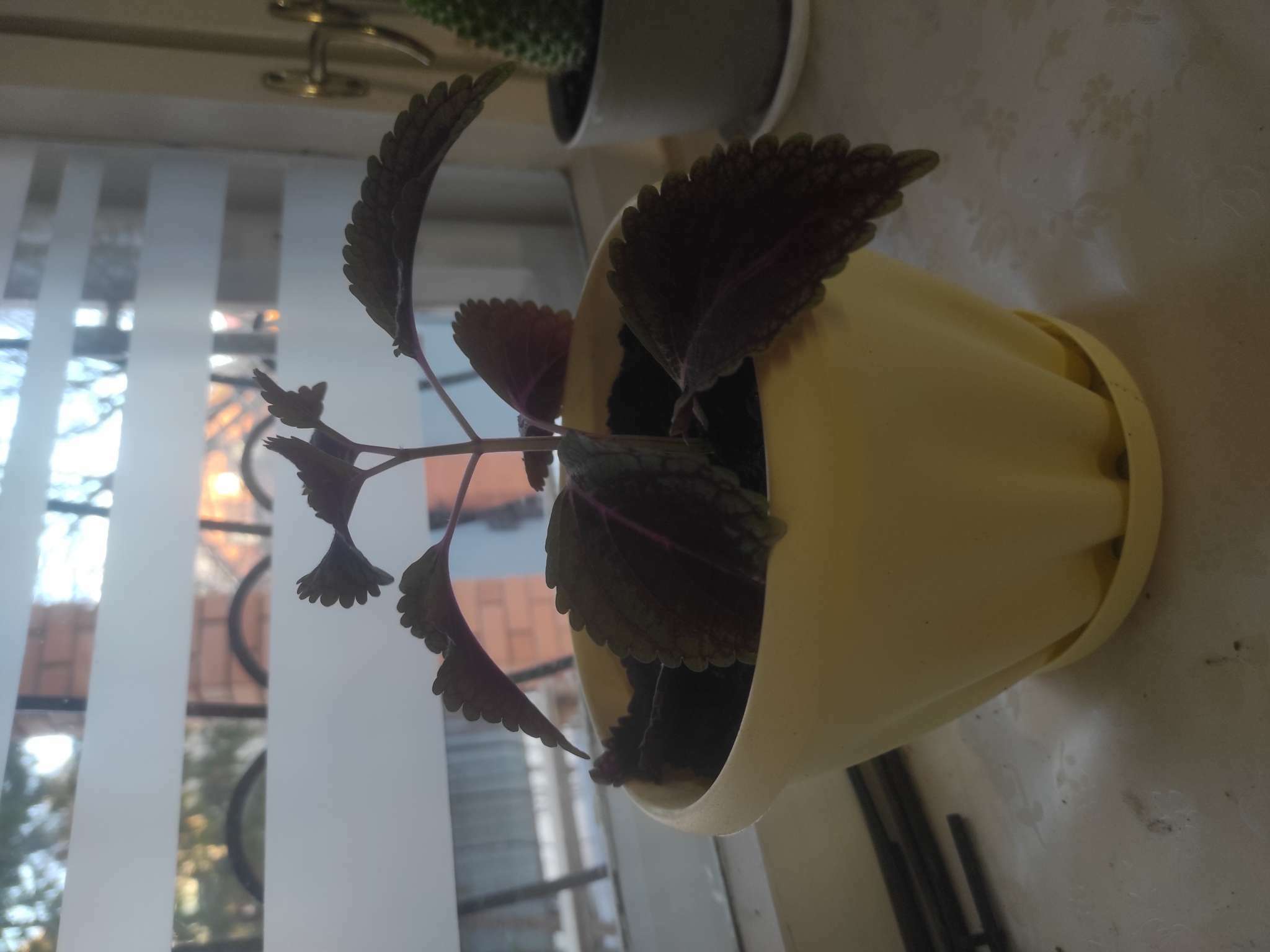 Фотография покупателя товара Горшок для цветов с поддоном «Знатный», 6,7 л, d=27 см, цвет жёлтый - Фото 1