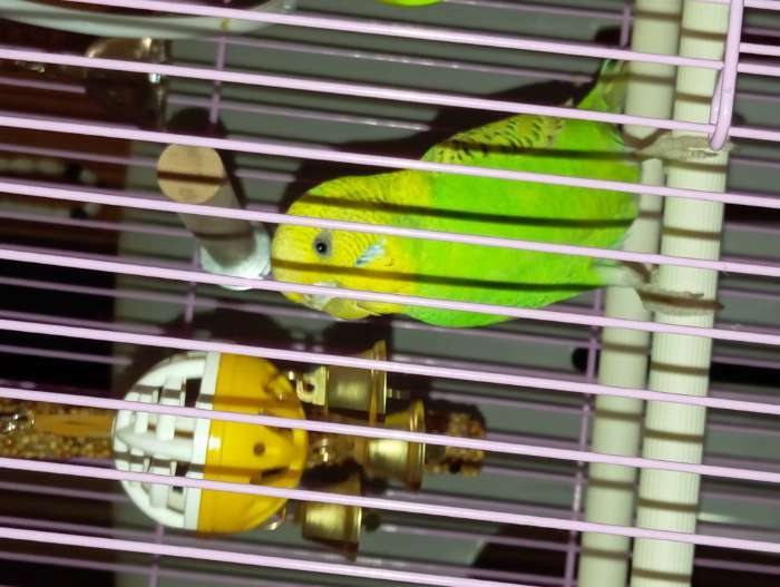 Фотография покупателя товара Игрушка для попугая "Забава" с 3 колокольчиками, микс - Фото 1