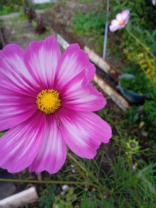 Фотография покупателя товара Семена цветов Космея «Сенсация Кенди Страйп», 0.3 г, «Семена Алтая» - Фото 1