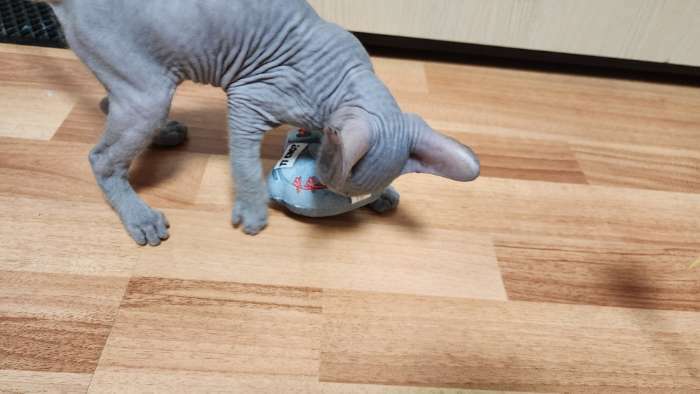 Фотография покупателя товара Игрушка для кошек с мятой «‎Голубь»‎,11,8 х 9,3 см