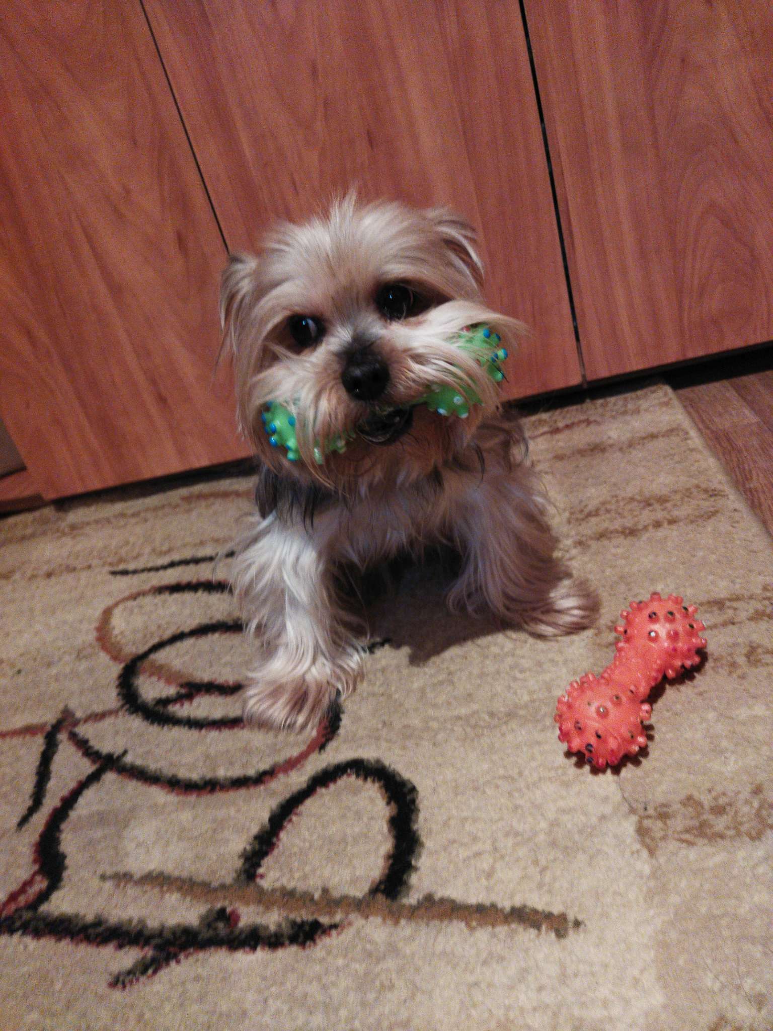 Фотография покупателя товара Игрушка пищащая "Гантель малая" для собак, 12,5 см, жёлтая - Фото 1