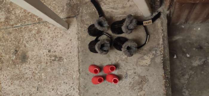 Фотография покупателя товара Сапоги резиновые для собак, высокие, размер S (4, 5 х 2, 9 х 6, 5 см), красные