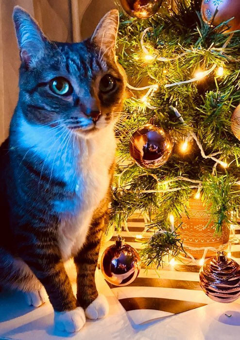 Фотография покупателя товара Гирлянда «Нить» 5 м, IP20, тёмная нить, 50 LED, 8 режимов, 220 В, свечение красное - Фото 82