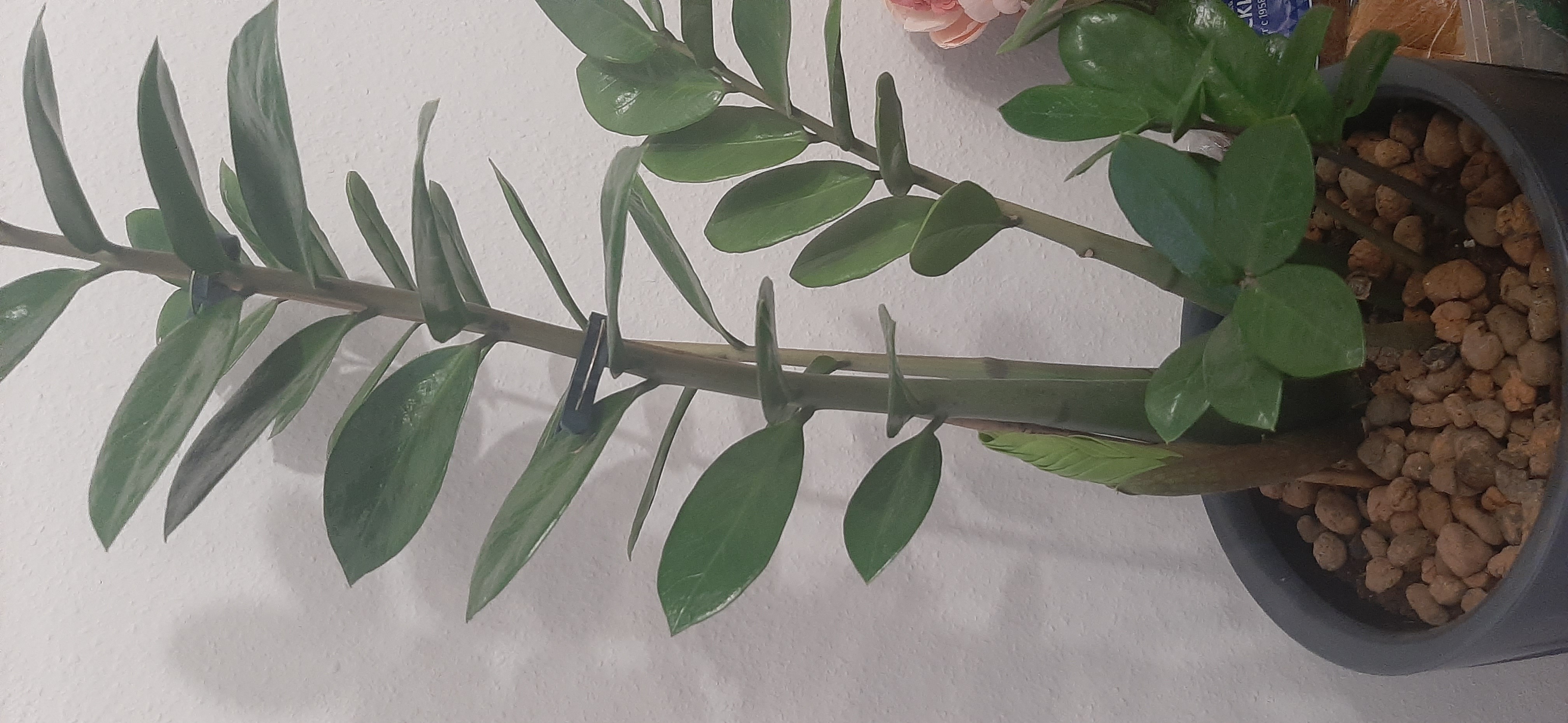 Фотография покупателя товара Удобрение комплексное жидкое "Чудо спрей" для Декоративно-лиственных растений, 0,5 л - Фото 1