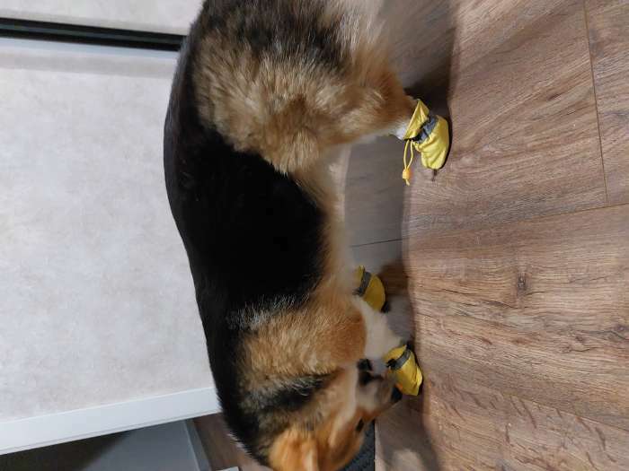Фотография покупателя товара Ботинки для собак "Уют" с утяжкой, набор 4 шт, размер 5 (5, 5 х 4, 5 см), жёлтые - Фото 1
