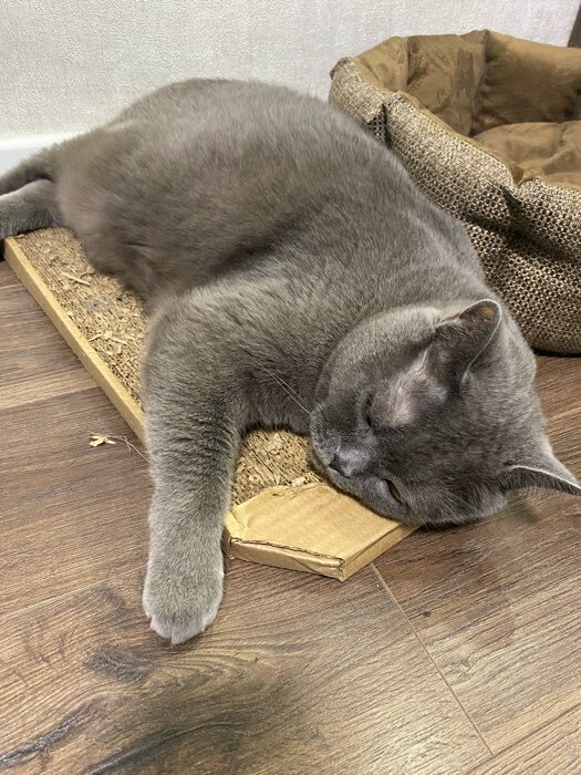 Фотография покупателя товара Когтеточка-лежанка «Пижон», 49×23×2.5 см, гофрокартон - Фото 17