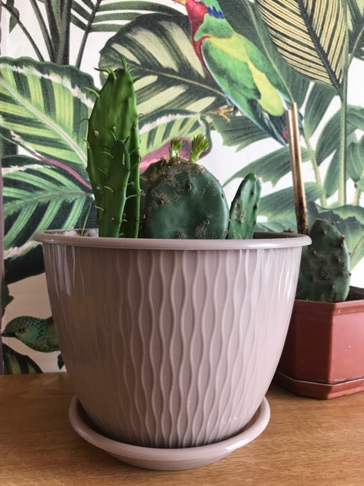 Фотография покупателя товара Цветочный горшок с поддоном «Корсика», 2,4 л, d=19, цвет белый - Фото 1