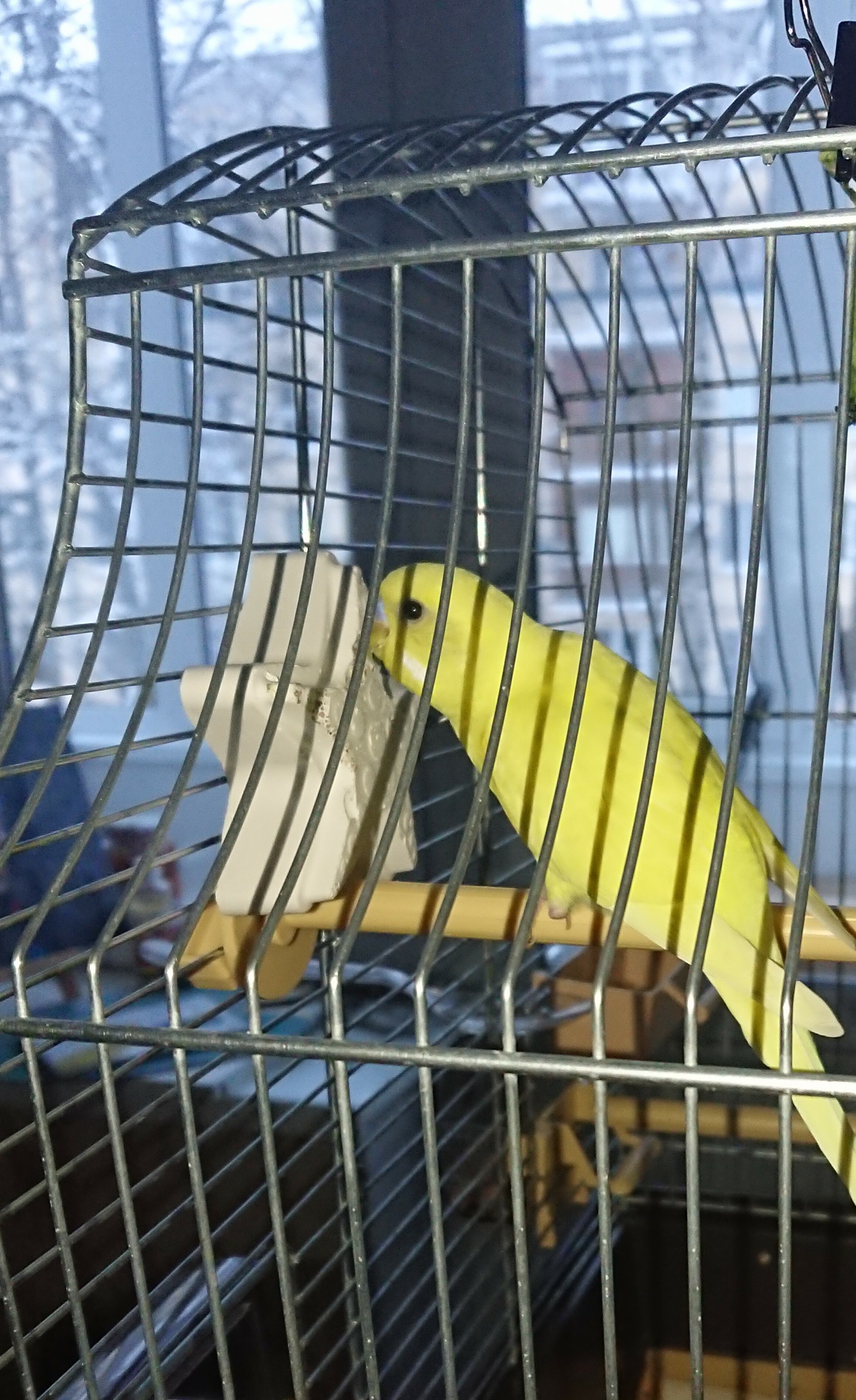 Фотография покупателя товара Минеральный камень "Точило" для волнистых попугаев, коробка, 50 г