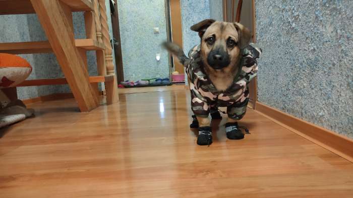 Фотография покупателя товара Ботинки для собак «Уют» с утяжкой, набор 4 шт., размер 4 (5×4 см), красные - Фото 5