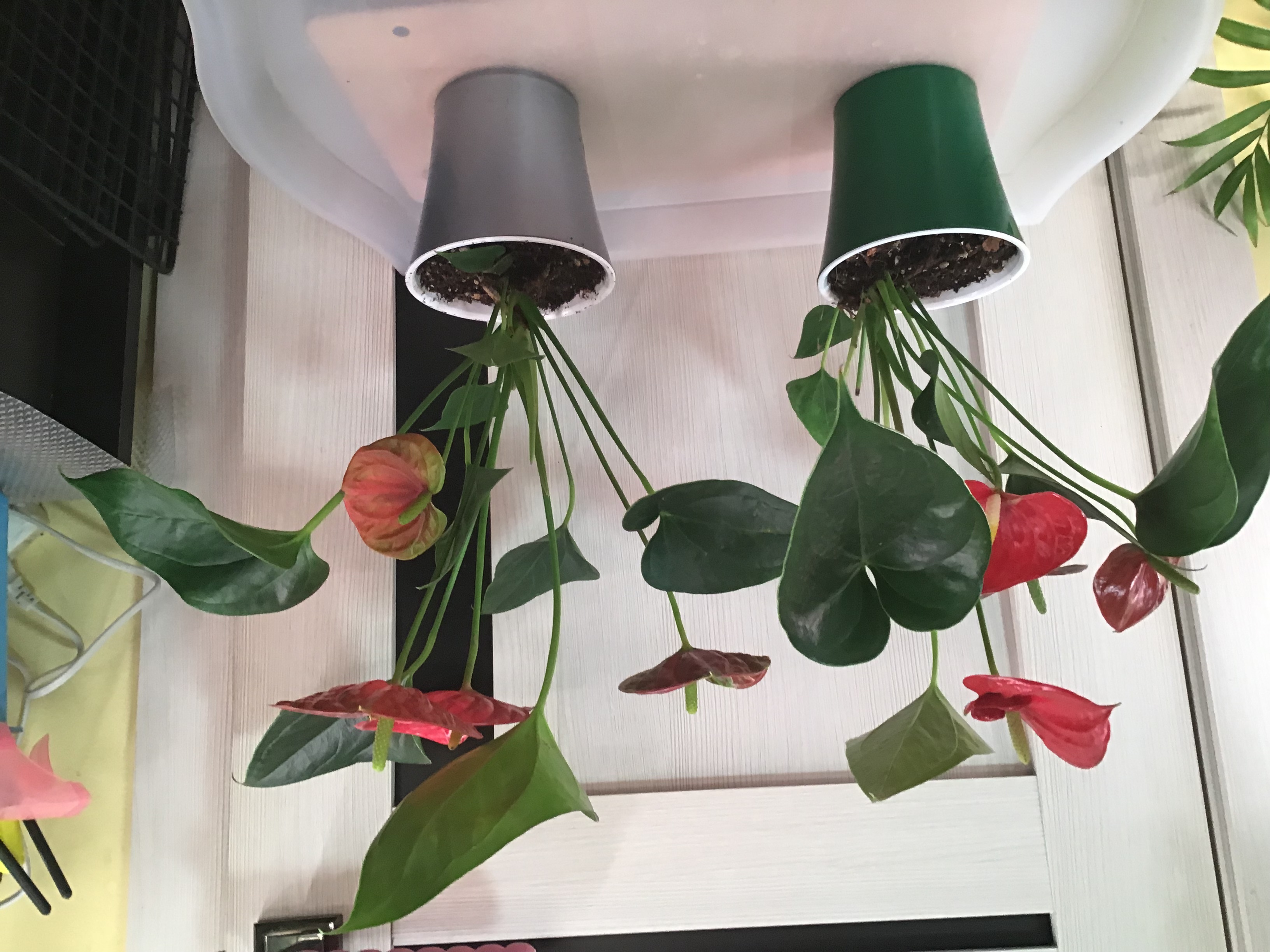 Фотография покупателя товара Кашпо для цветов со вставкой «Арте», 2 л, цвет красно-чёрный - Фото 7