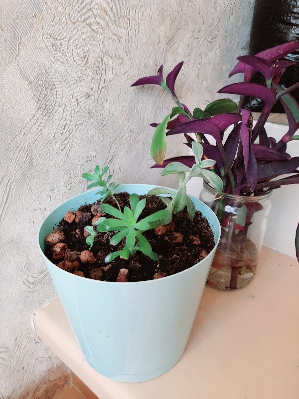 Фотография покупателя товара Горшок для цветов с прикорневым поливом Easy Grow, 2 л, цвет небесный - Фото 1