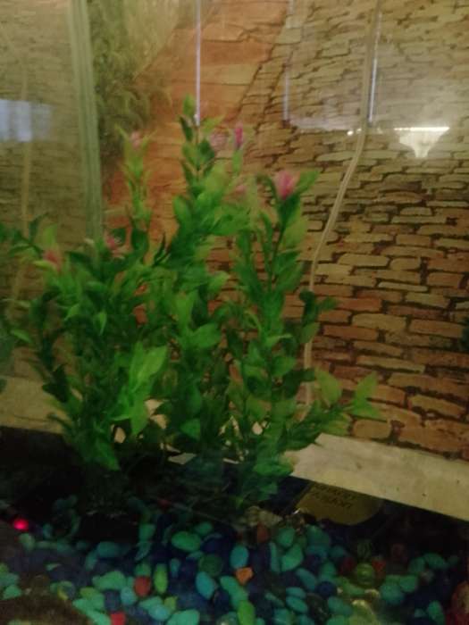 Фотография покупателя товара Растение искусственное аквариумное, 4 х 30 см, зелёное - Фото 1