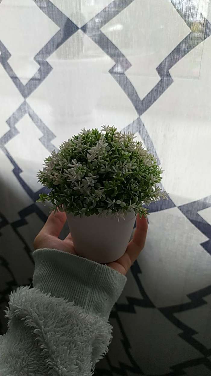 Фотография покупателя товара Бонсай "Мелкие цветочки" h-12 см h горшка 7 см, микс - Фото 1
