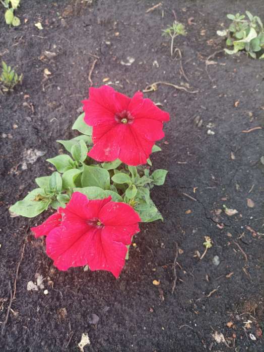 Фотография покупателя товара Семена цветов Петуния грандифлора "Аладдин Бордовая", 30 шт. - Фото 27