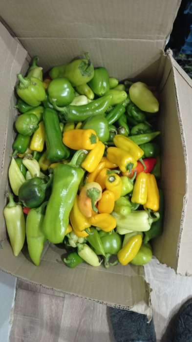 Фотография покупателя товара Семена Перец сладкий "Апельсин Желтый" F1, 10 шт - Фото 4