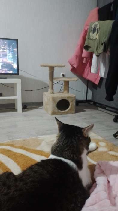 Фотография покупателя товара Домик-когтеточка 2-х ур. квадратный с 2-мя квадратными полками, 53×35×65 см, бежевый - Фото 3