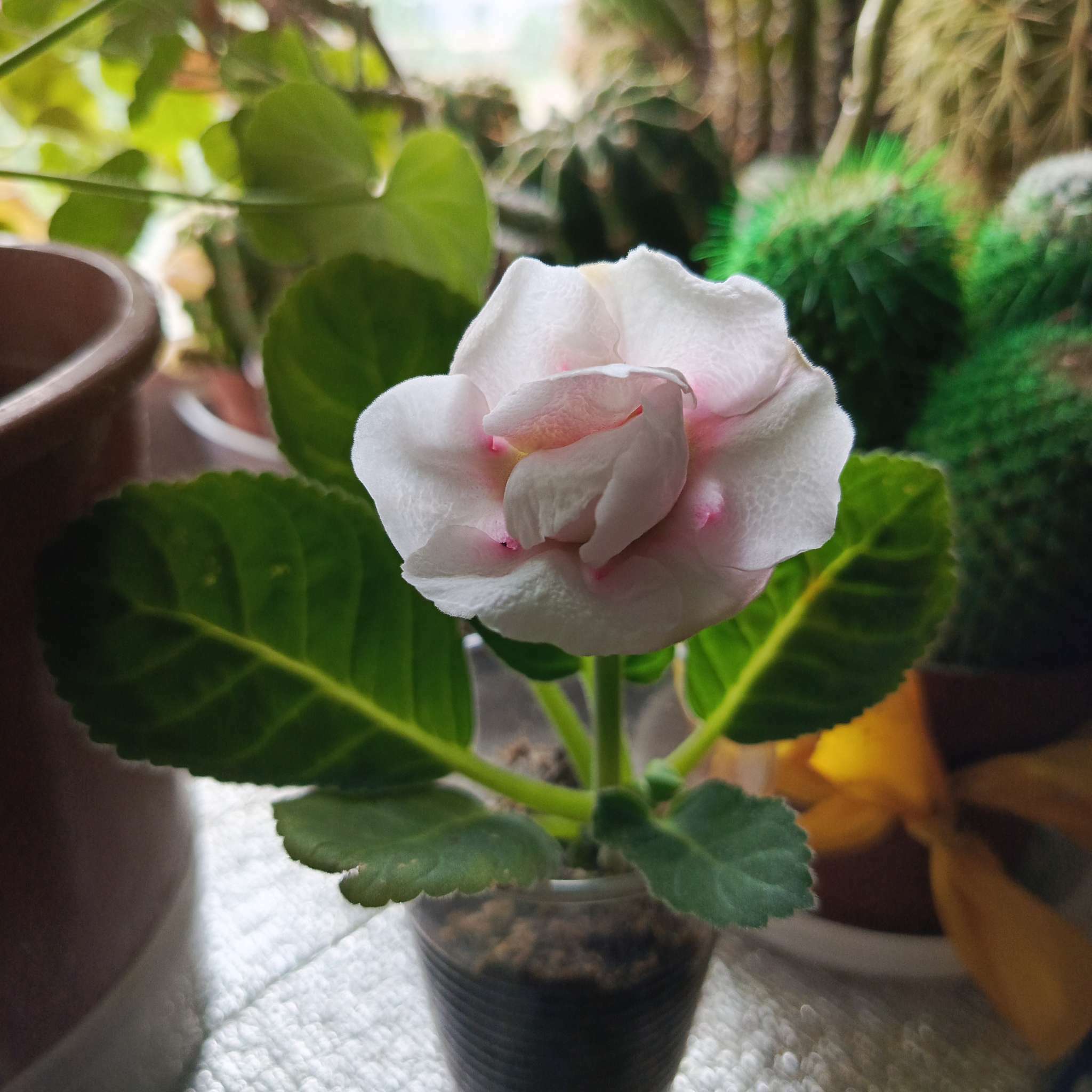 Фотография покупателя товара Семена цветов Глоксиния "Брокада", ц/п,  F1, гранулы, 4 шт. - Фото 33