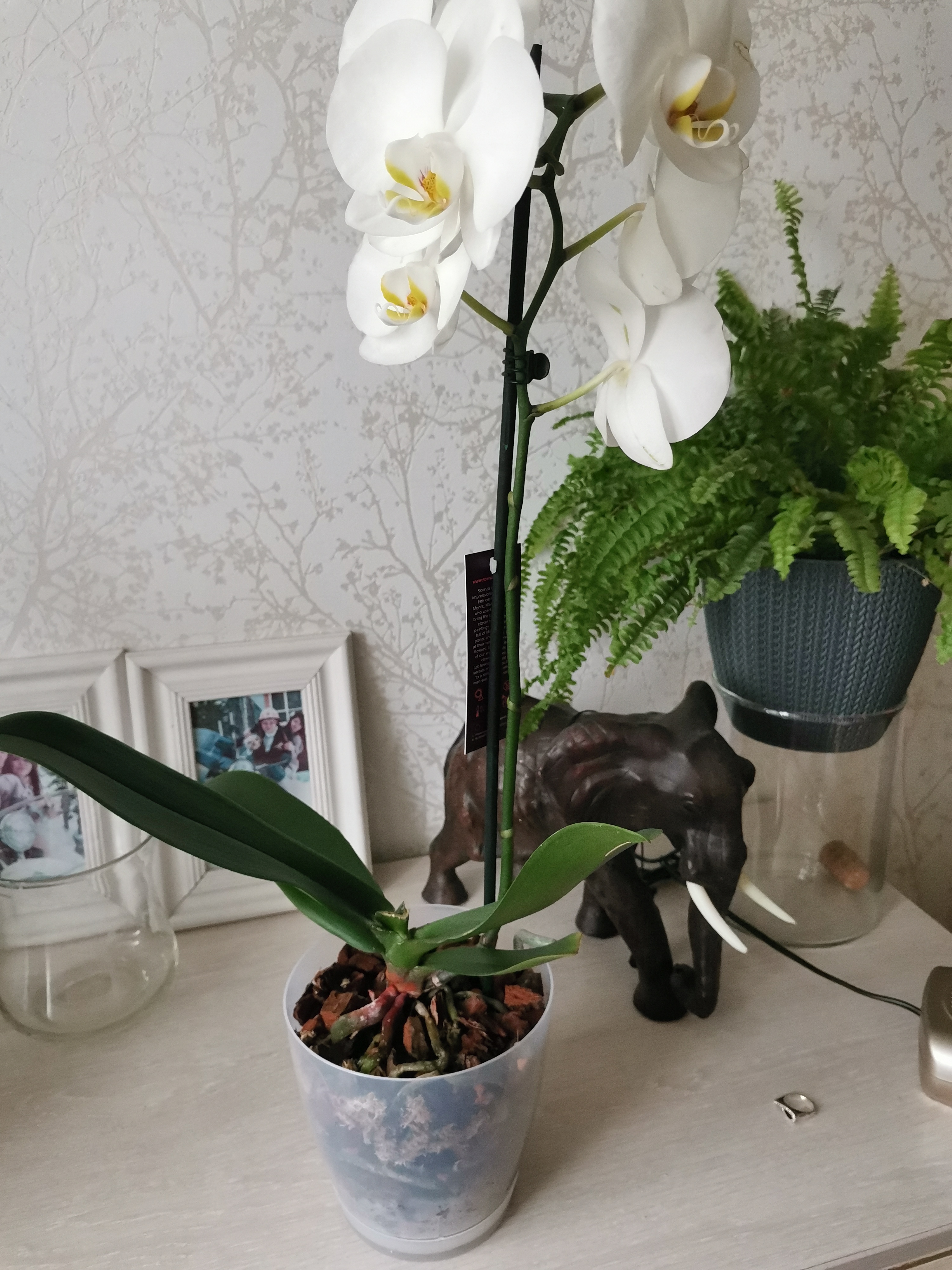 Фотография покупателя товара Горшок для орхидей «Адель», 1,5 л, цвет прозрачный - Фото 6