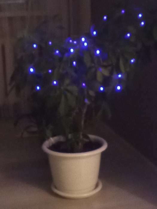 Фотография покупателя товара Гирлянда «Нить» 1 м роса, IP20, серебристая нить, 10 LED, батарейки CR2032×2 (в комплекте), свечение тёплое белое - Фото 37