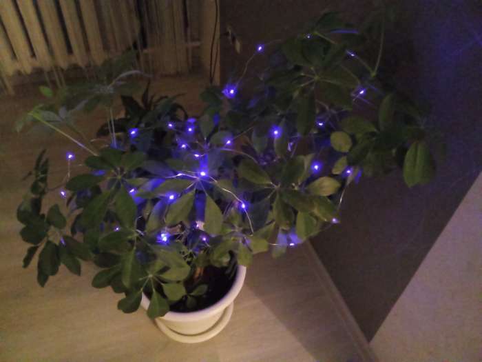 Фотография покупателя товара Гирлянда «Нить» 1 м роса, IP20, серебристая нить, 10 LED, батарейки CR2032×2 (в комплекте), свечение тёплое белое - Фото 36