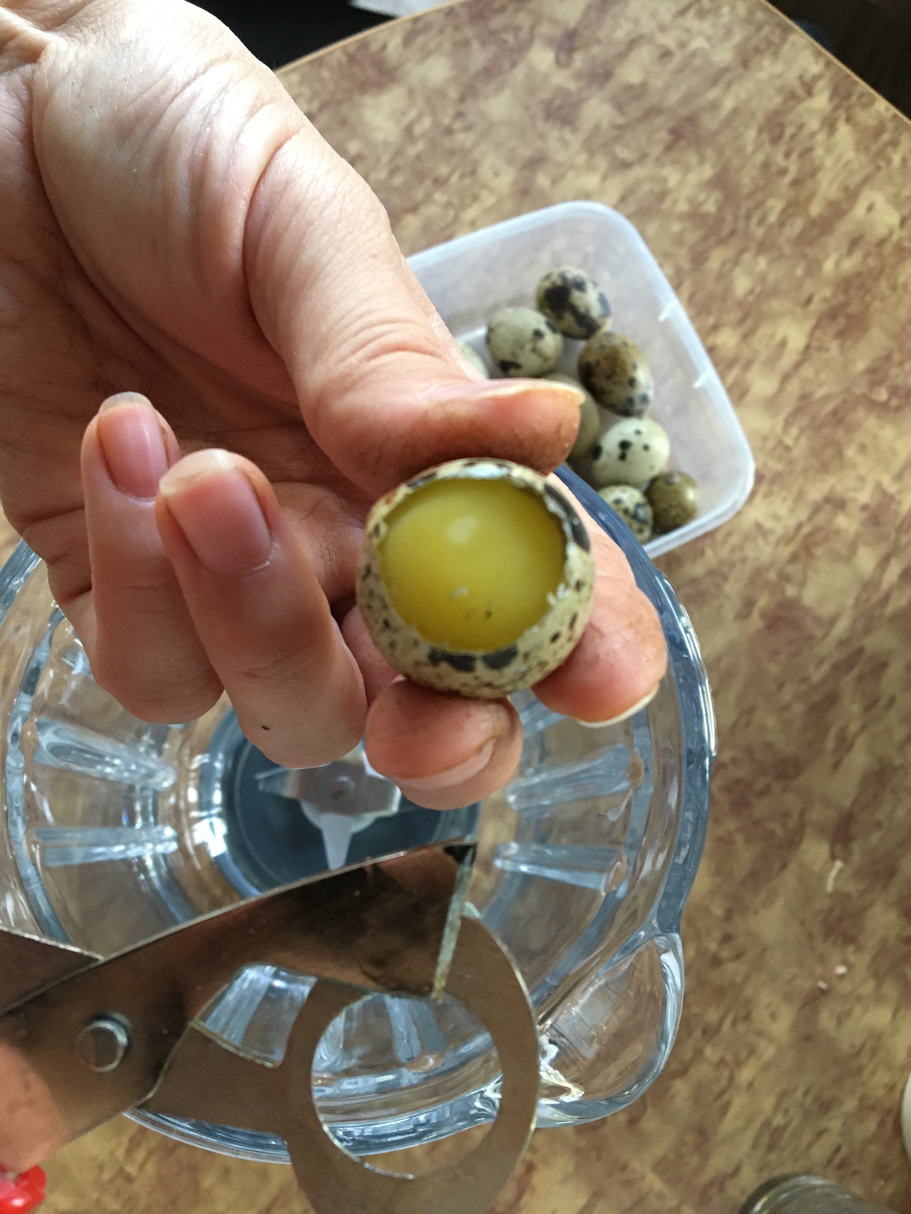 Фотография покупателя товара Ножницы для перепелиных яиц, 14 см, МИКС