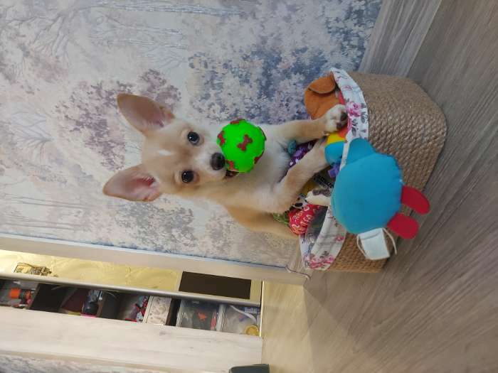 Фотография покупателя товара Игрушка пищащая "Мяч Косточки" для собак, 5,5 см, зеленая - Фото 3