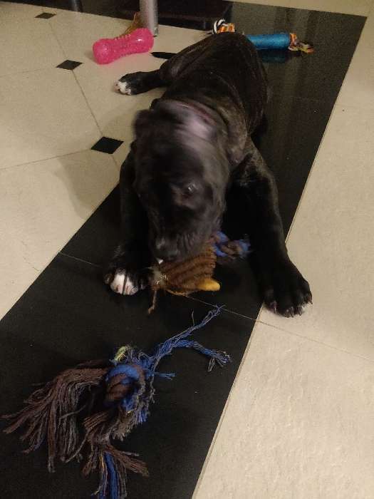 Фотография покупателя товара Игрушка для собак 3-в-1 "Обезьяна": канатная, мягкая с пищалкой, войлочный мяч, 30 см