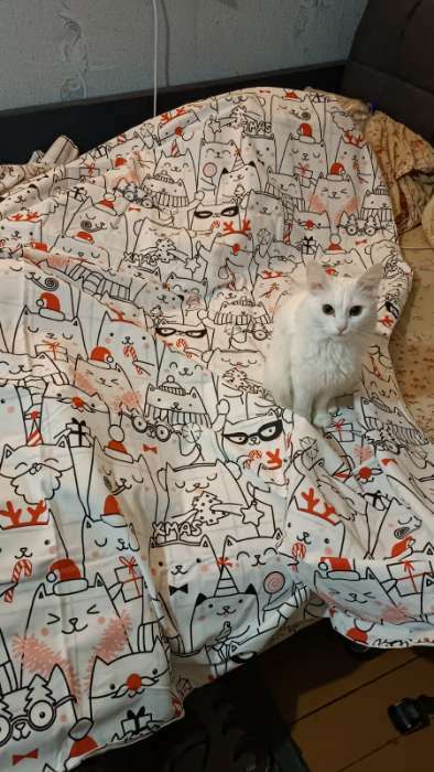 Фотография покупателя товара Постельное бельё 1.5-спальное «Этель» Xmas cat, бязь - Фото 1