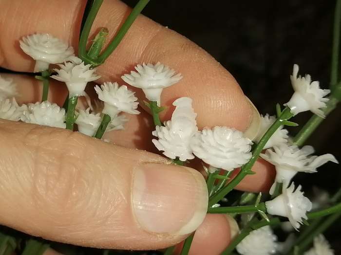Фотография покупателя товара Цветы искусственные "Ветка гипсофилы" 1х53 см, белый - Фото 3