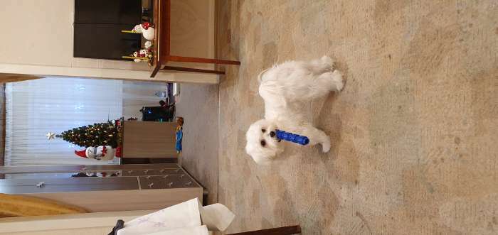 Фотография покупателя товара Игрушка жевательная для собак "Палка с шипами", TPR, 18 см, синяя - Фото 1