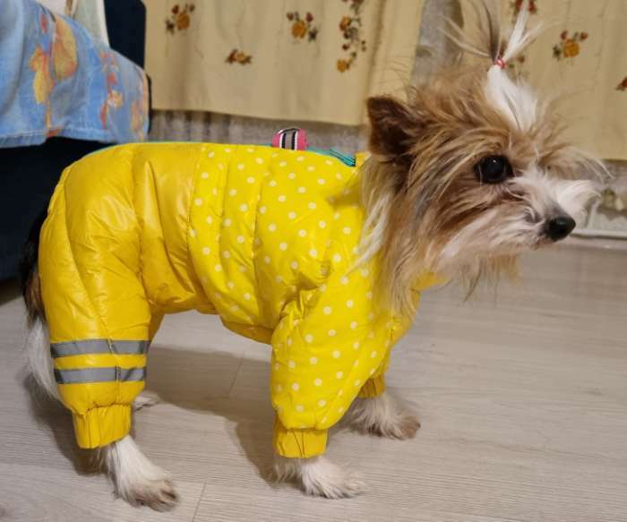 Фотография покупателя товара Комбинезон для собак  "Горошек", размер 16 (ДС 28 см, ОГ  34 см, ОШ 44 см), жёлтый - Фото 19