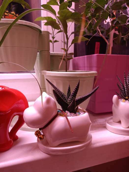 Фотография покупателя товара Декоративный горшок для цветов «Собачка», керамический, 100 мл, 11×6.5×8.5 см, белый - Фото 1