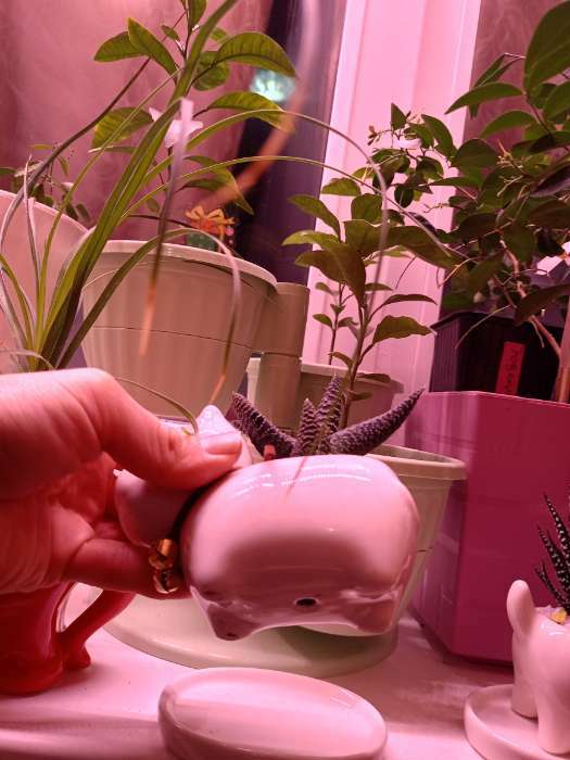 Фотография покупателя товара Декоративный горшок для цветов «Собачка», керамический, 100 мл, 11×6.5×8.5 см, белый - Фото 2