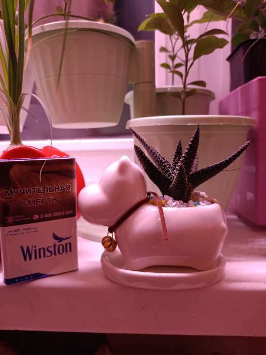 Фотография покупателя товара Декоративный горшок для цветов «Собачка», керамический, 100 мл, 11×6.5×8.5 см, белый - Фото 3