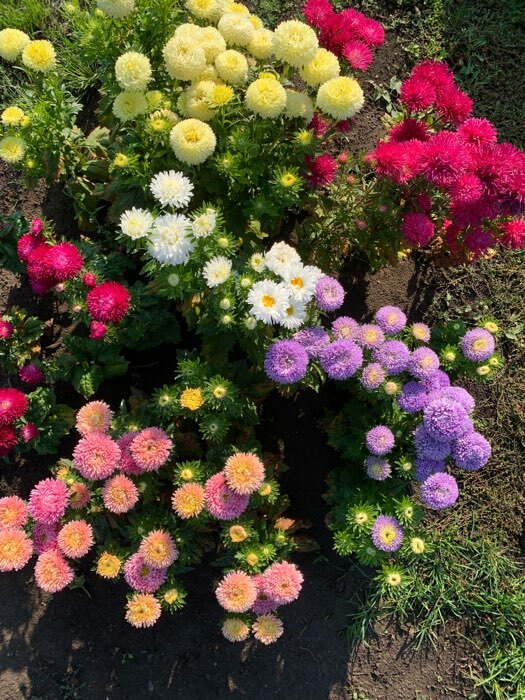 Фотография покупателя товара Семена цветов Астра "Леди Корал лавандовая", однолетняя, серия Эксклюзив,  0,05 г