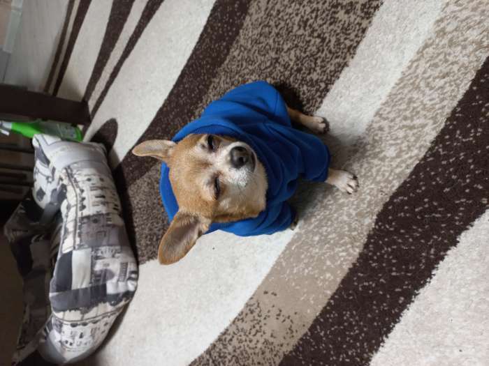 Фотография покупателя товара Толстовка однотонная для собак (футер с начесом), размер M (ДС 29, ОШ 38-42, ОГ 50-54), синяя - Фото 1