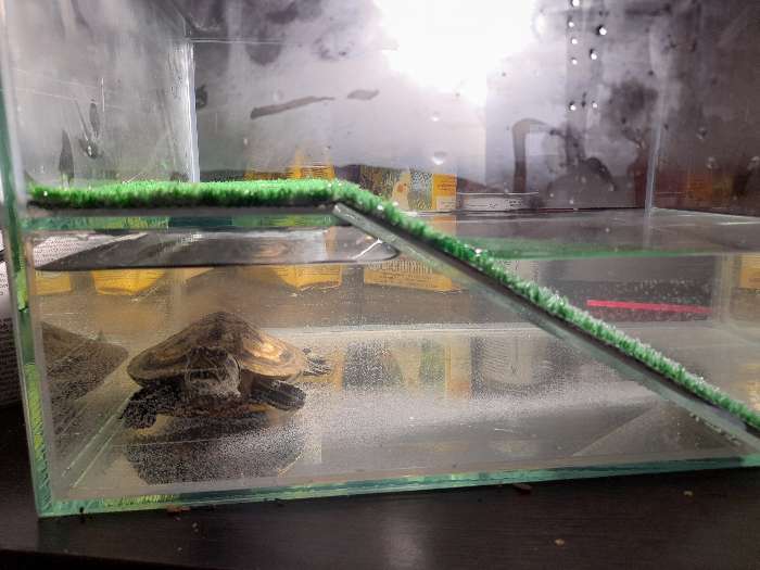 Фотография покупателя товара Террариум для черепах 25 литров, с крышкой, полкой и лесенкой, 40 х 29 х 22 см - Фото 2