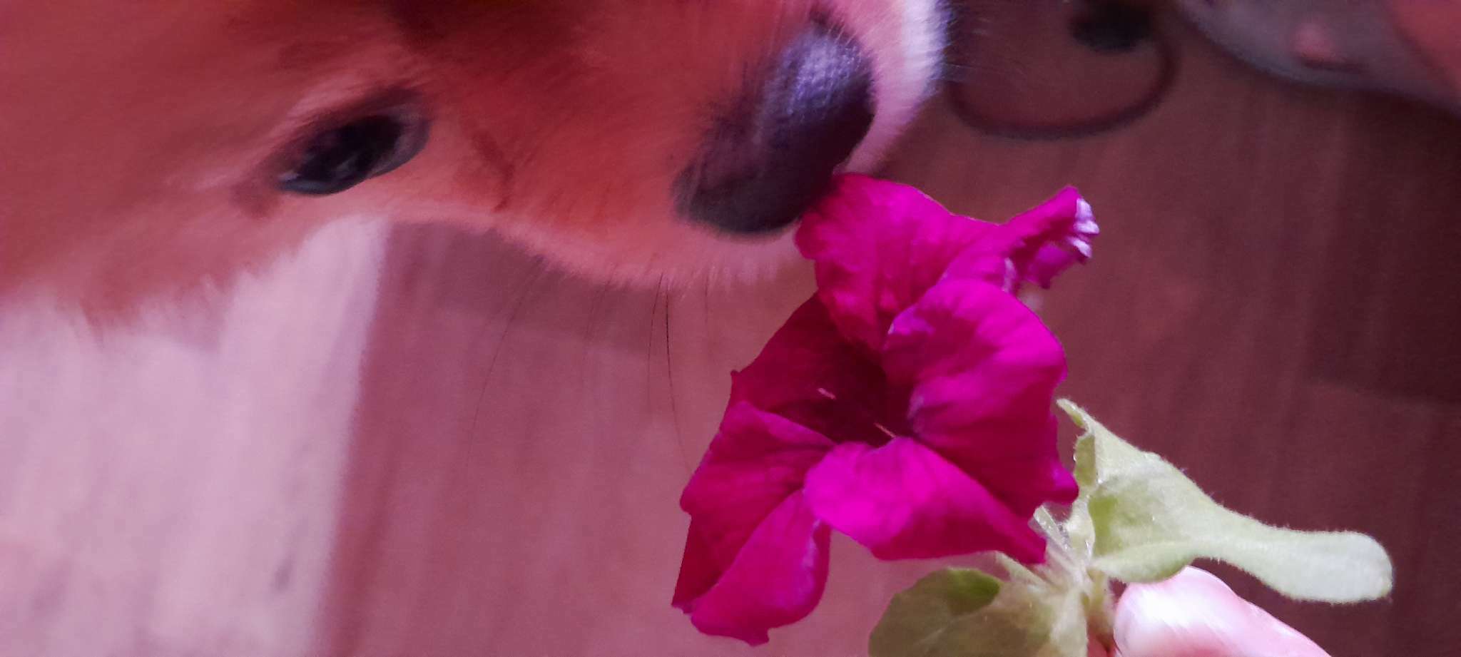 Фотография покупателя товара Семена цветов Петуния грандифлора "Аладдин Бордовая", 30 шт. - Фото 26