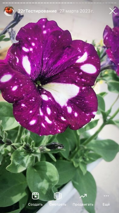 Фотография покупателя товара Семена цветов Петуния многоцветковая Весёлый художник Дот Стар Виолет F1 7 шт. - Фото 4
