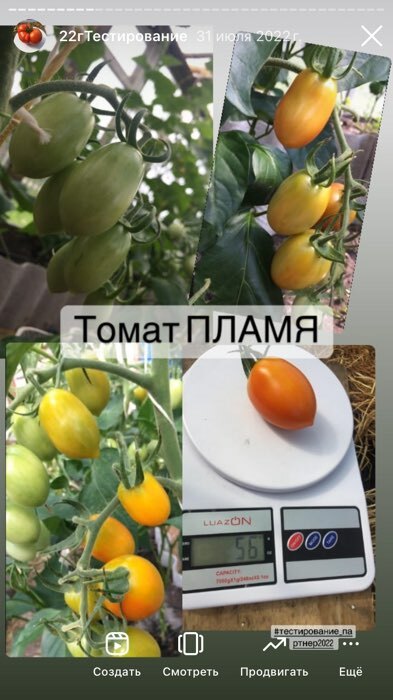 Фотография покупателя товара Семена Томат «Пламя», F1, детерминантный,10 шт. - Фото 1