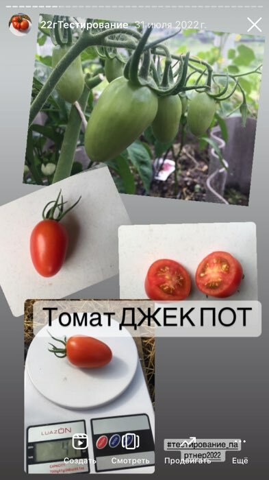 Фотография покупателя товара Семена Томат "Джек Пот", F1, 5 шт - Фото 6