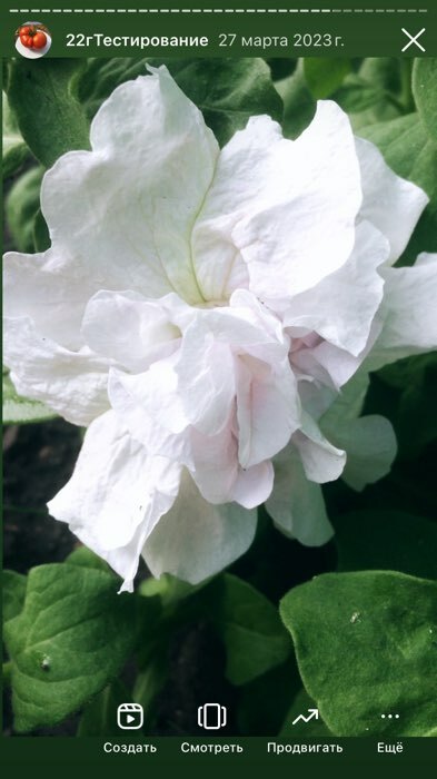 Фотография покупателя товара Семена цветов Петуния  махровая каскадная "Императрица",  F1, 8-10 шт - Фото 22