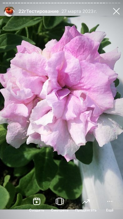 Фотография покупателя товара Семена цветов Петуния  махровая каскадная "Императрица",  F1, 8-10 шт - Фото 23