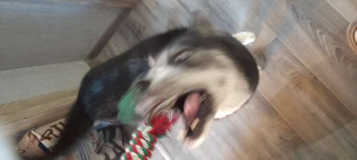Фотография покупателя товара Игрушка пищащая, мягкая для собак "Дед мороз" с канатом, 32 см - Фото 2