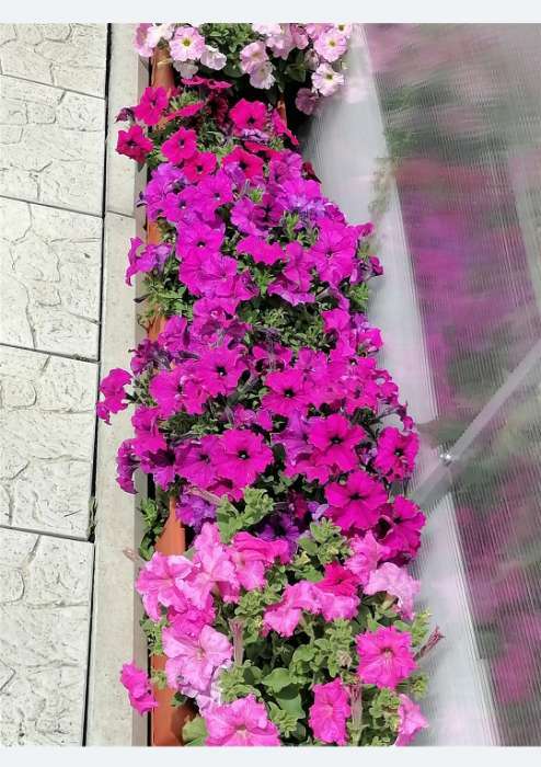 Фотография покупателя товара Семена цветов  Петуния Суперкаскадная "Бургунди", F1, 10 шт - Фото 3