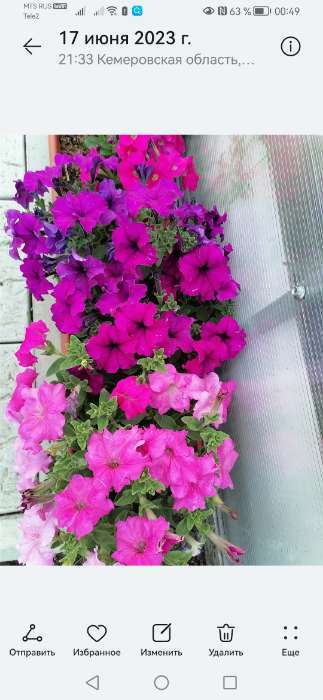 Фотография покупателя товара Семена цветов  Петуния Суперкаскадная "Бургунди", F1, 10 шт - Фото 5