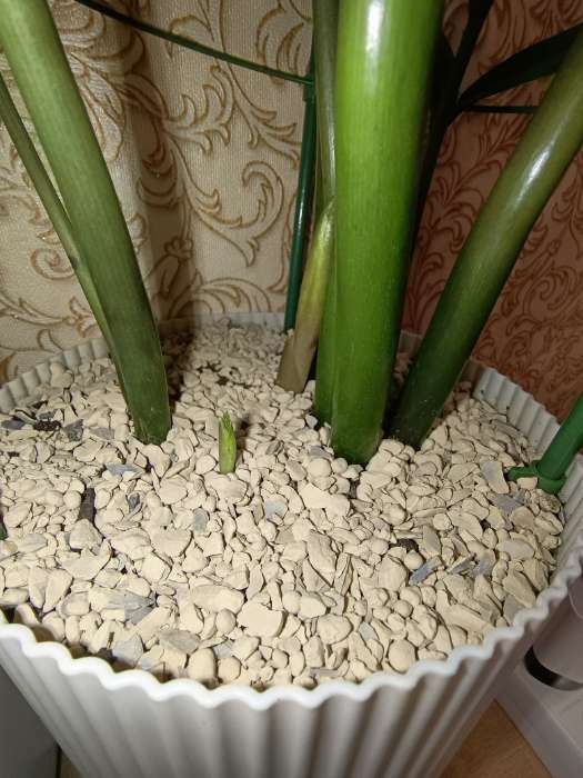 Фотография покупателя товара Субстрат минеральный ZeoFlora для растений, цеолит, почвоулучшитель, 2.5 л, влагосберегающий грунт, фракция 1-3 мм - Фото 4